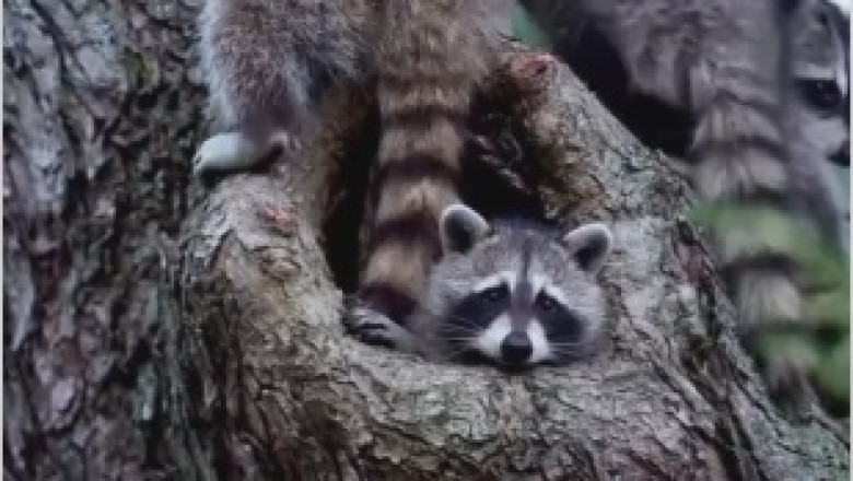 Raccoon-mania: Hilarious Tree-Climbing Shenanigans!