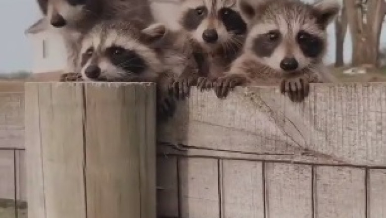 Raccoon Paparazzi Alert: A Star is Born, Posing Like a Pro!