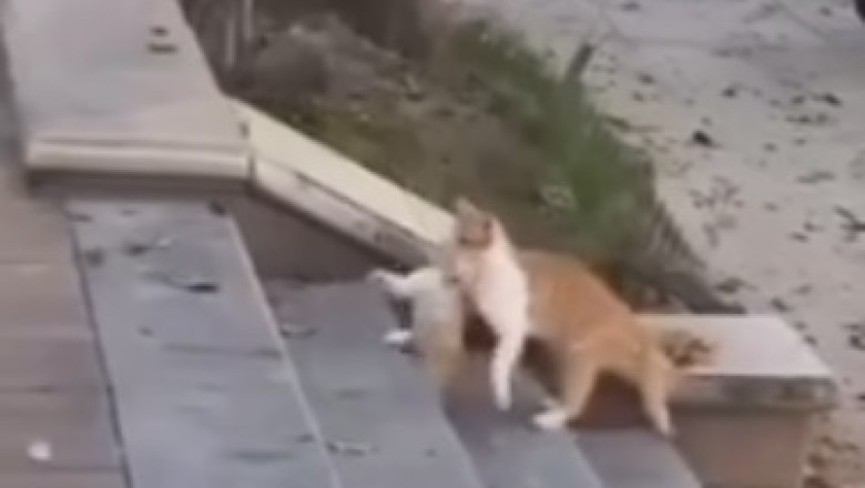 ROFL Alert: These Hilarious Cats Will Have You Laughing Until Your Sides Hurt!