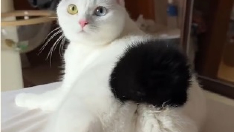 ROFL Alert: Unleash the Laughter with the Feisty Feline!
