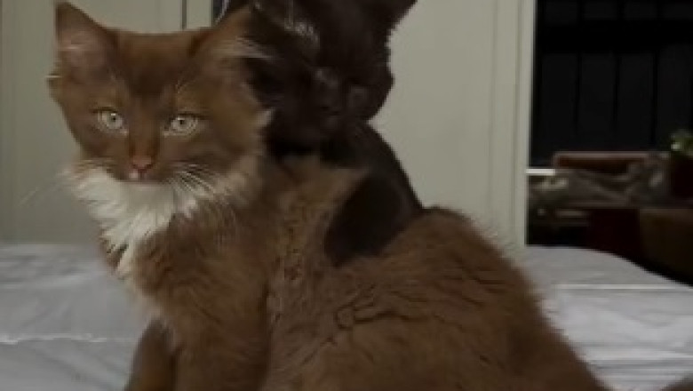 The Adorable Misadventures of a Lovably Clumsy Cat: Prepare for Cuteness Overload!