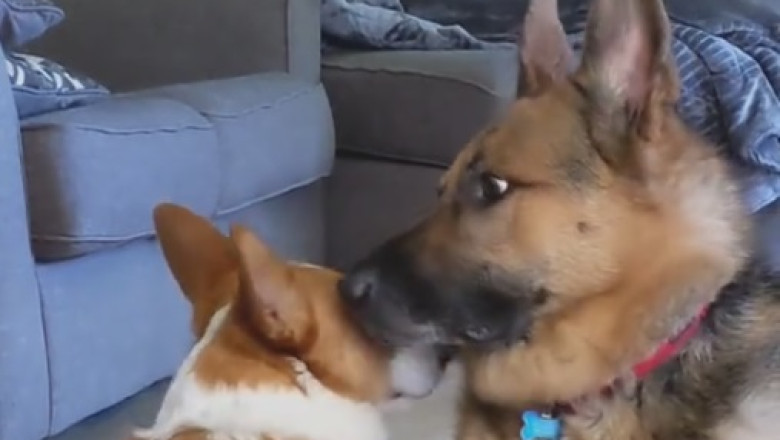 The Ultimate Park Prank: Cute Dog Gets 'Leash-ed' in Hilarious Tangle!