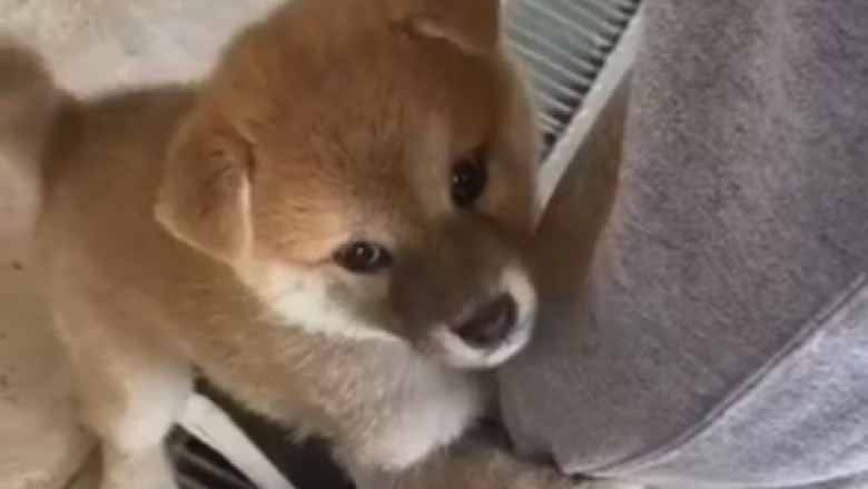 Tiny But Mighty: Adorable Small Dogs That Will Melt Your Heart!