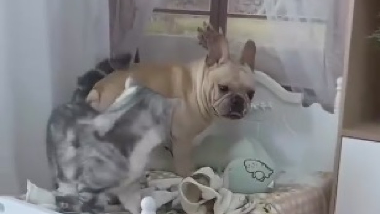 Tiny Dog's Big Personality Takes the Internet by Storm! Prepare to LOL!