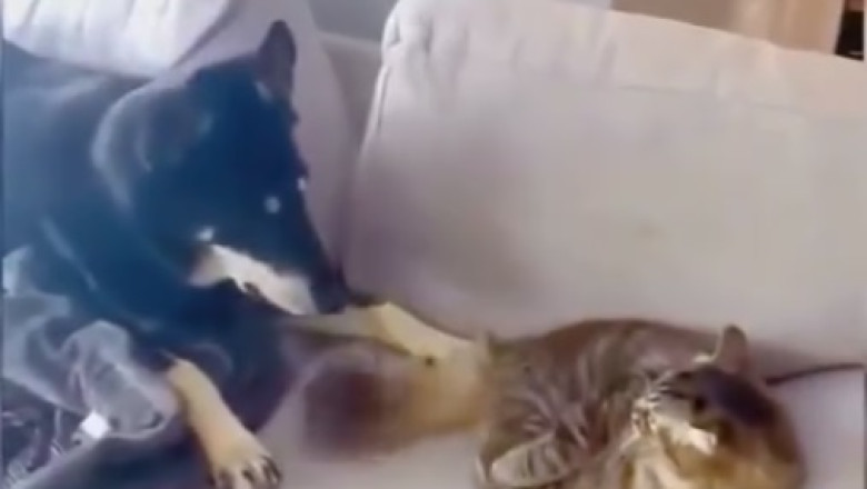Unlikely BFF Alert: Hilarious Cat Becomes Paw-some Nursemaid to Adorable Doggo!