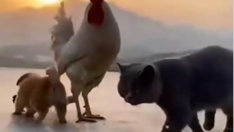 Unlikely BFFs: Hilarious Hijinks Ensue Between a Small Dog and a Chicken!