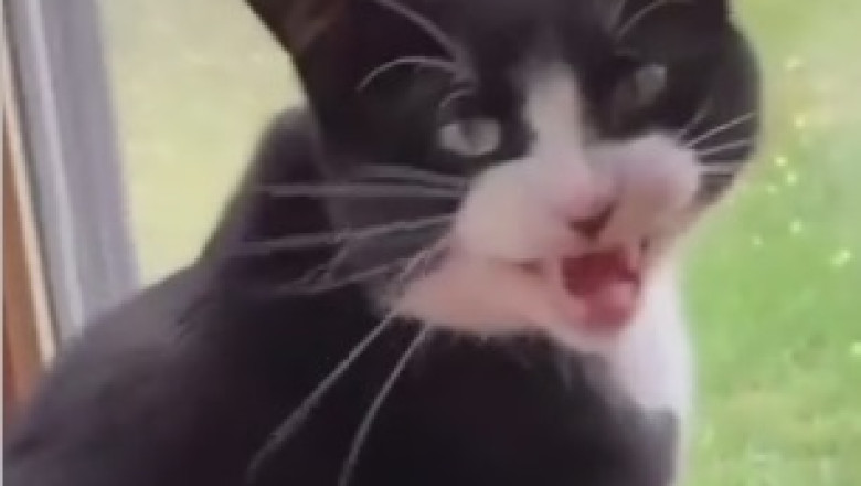 What Happens When Cats Go on a Quirky Adventure? Prepare for Belly Laughs in This Hilarious Video!