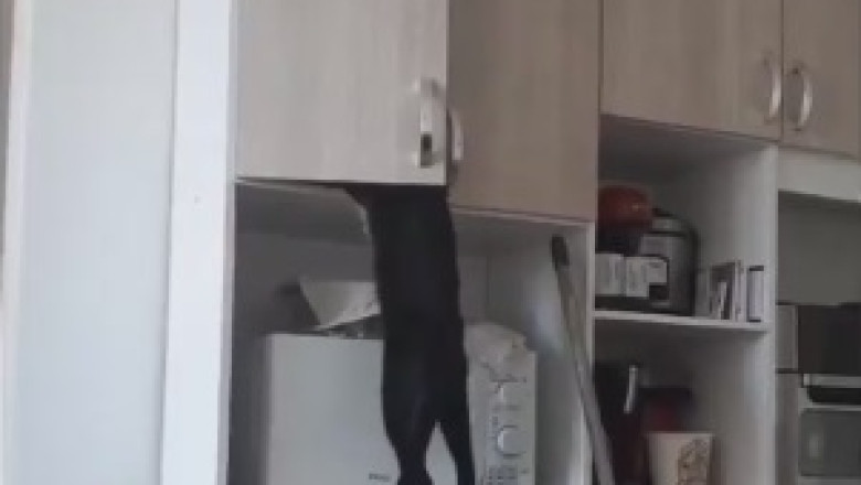 Who's the Boss Meow? When Cats Take Revenge: Cat Hits Its Owner!