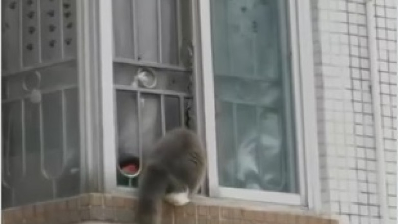 Zen Master Cat: Unbelievable Footage of a Feline Finding Inner Peace!