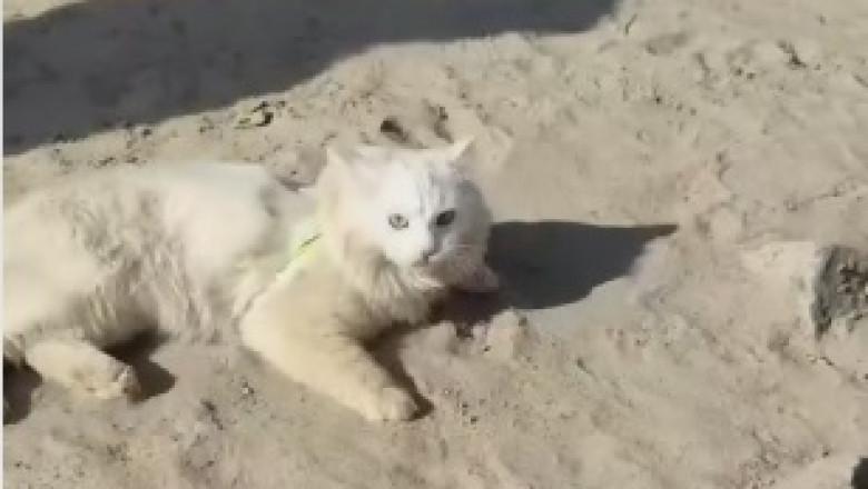 Adorable Cat Attempts an Epic Jump and Fails Spectacularly - Watch the Hilarious Hijinks!
