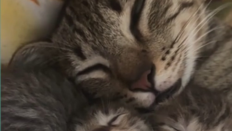 Adorably Hilarious Cat Takes the Internet By Storm - Prepare for Cuteness Overload!