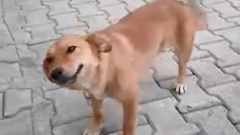 Bone Bandit: Hilarious Video of a Sneaky Dog Stealing from a Snoozing Companion!