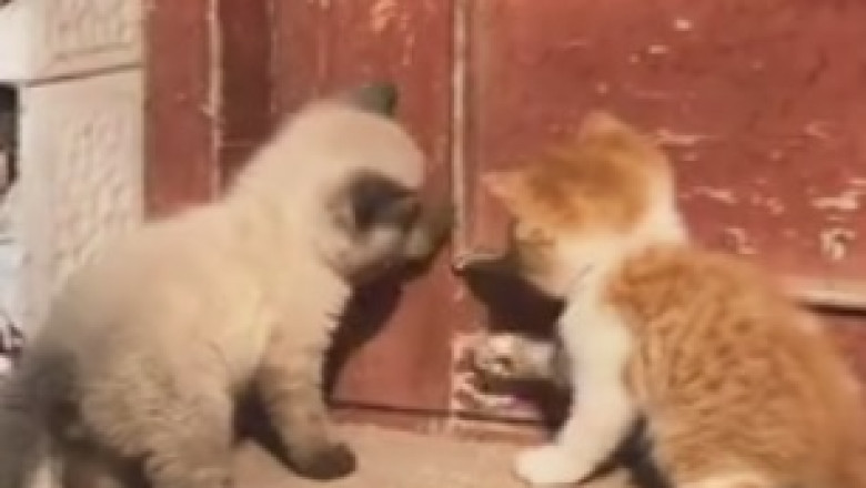 Cat-alicious Comedy: Watch these Pretty Cats Mesmerize You with their Hilariously Adorable Antics!