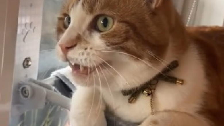 Cat-Powered Chaos: Watch Hilarious Kitty Take Over the Plow Engine!