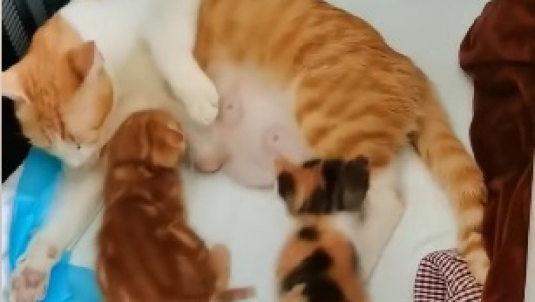 Cuteness Overload: Watch Unbelievably Adorable Kittens Emerge from a Forest Onto a Road!