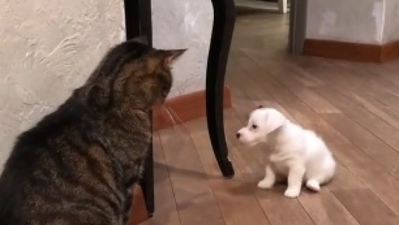 Fashion-Feline Frenzy: Watch These Adorable Cats Strut Their Stuff in the Most Trendy Outfits!