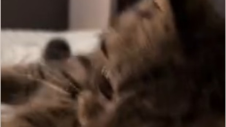 Feline Fabulosity Unleashed: Watch a Gorgeous Cat Steal the Spotlight with its Irresistible Charm!