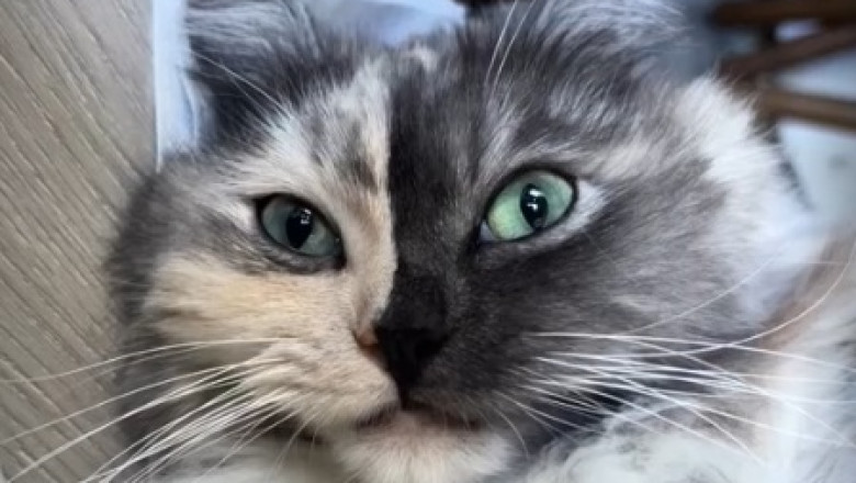 Fluff-tastic Feline: The Most Beautiful Cat You'll Ever See!