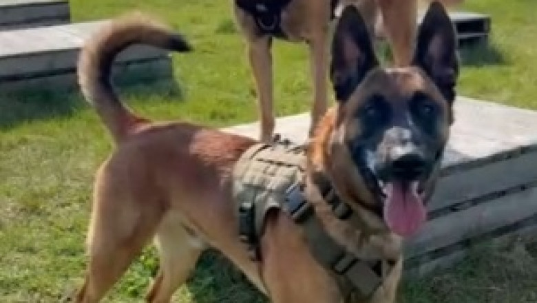 Heartwarming Surprise! Watch as Loyal Shepherd Turns into the Ultimate Kitten Helper!