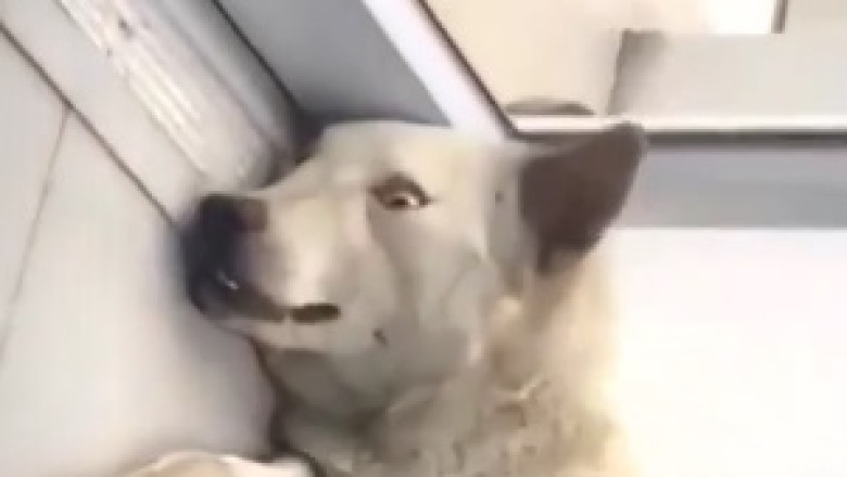 Hilarious Canine Grooves: Watch as this Dog Takes Dancing to a Whole New Level!