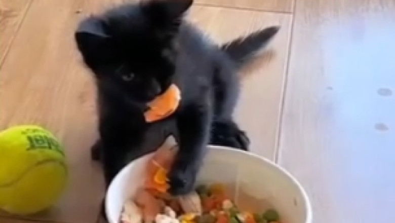 Hilarious Cat Alarm Clock: Watch as a Sneaky Feline Jumps Awake Straight to the Dining Table!