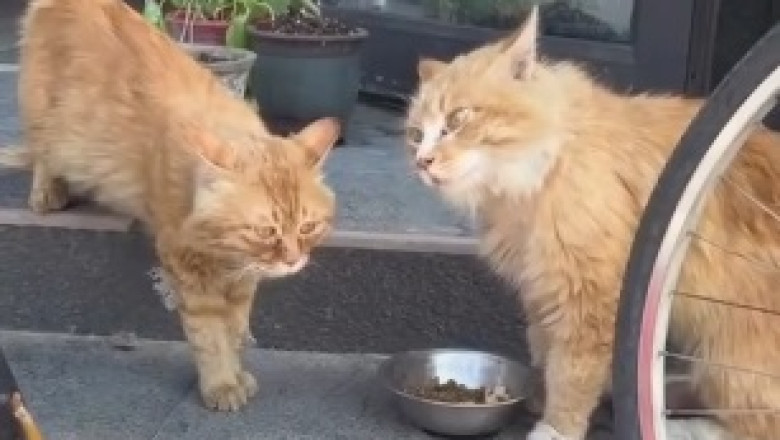 Hilarious Cat Duo: You Won't Believe the Comedy that Unfolds When Two Felines Collide!