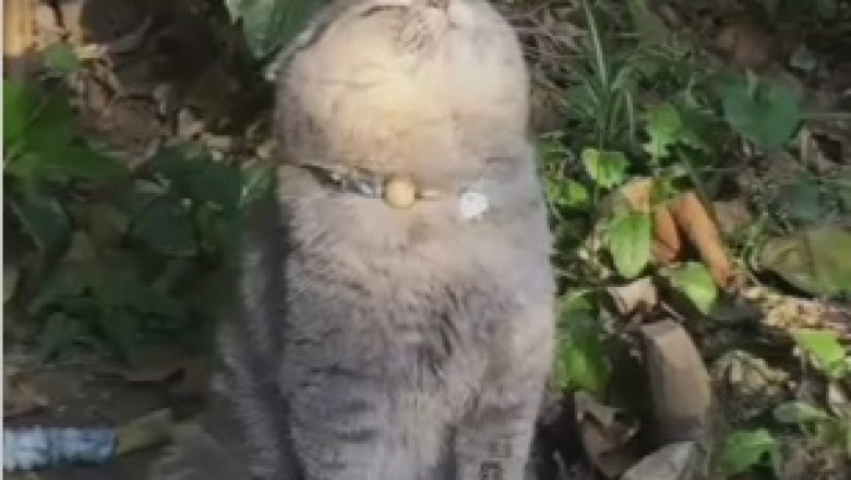 Hilarious Cat Reacts to Mysterious Window 'Visitor' - Prepare for Laughter Overload!