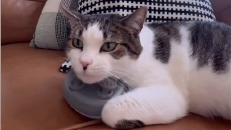 Hilarious Cat vs Bath Battle – You Won't Believe Your Eyes!