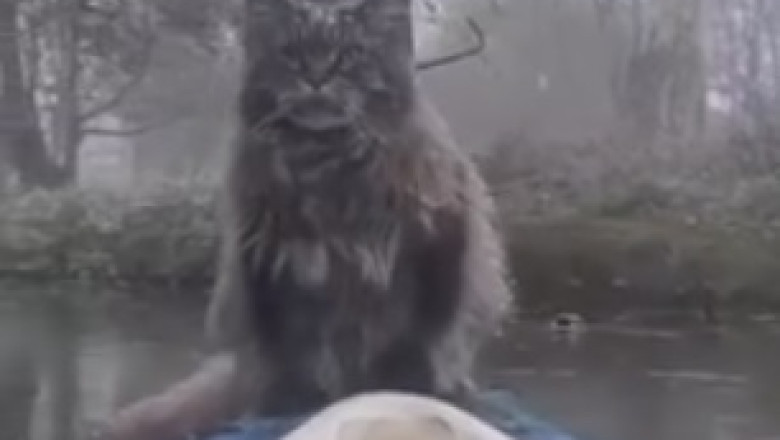 Hilarious Cat Will Stop at Nothing to Get its Paws on the Ultimate Culinary Delight!