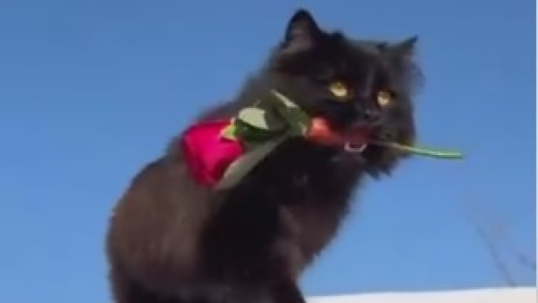 Hilarious Chaos Ensues as This Mischievous Cat Embarks on a Messy Mission!
