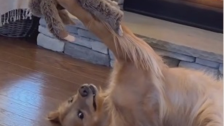 Hilarious Dog Sleep Fail - This Video Will Make Your Day!