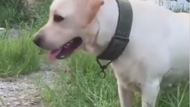 Hilarious Prankster Struggles to Make a Serious Dog Crack a Smile - Watch the LOLs Unfold!