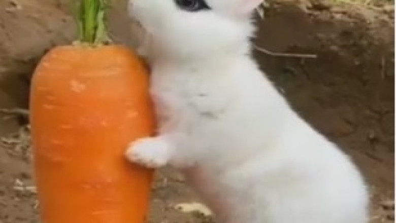 Hilarious Rabbit Gone Carrot-Crazy: Watch as it Devours ALL the Carrots in Sight!