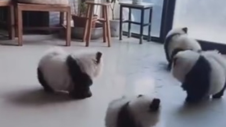 Hilarious Showdown Underground: Prairie Dog Pestered in its Burrow