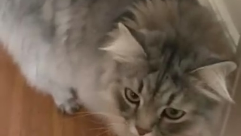 Hilarious Showdown: Watch an Adorably Grumpy Cat Battle It Out with a Bunch of Bananas!