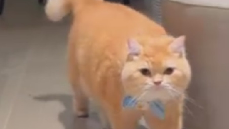Hilarious Video: Cat Confronts Reflection, Demands Clarity on Lineage!