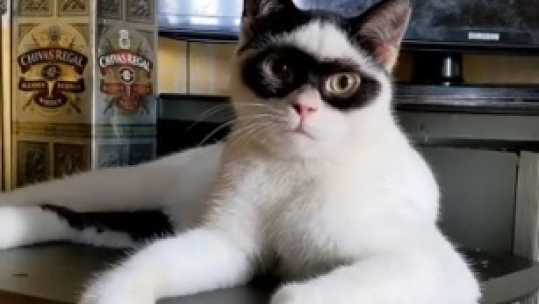 Hilariously Ferocious Kitten Goes Bonkers – You Won't Stop Laughing!