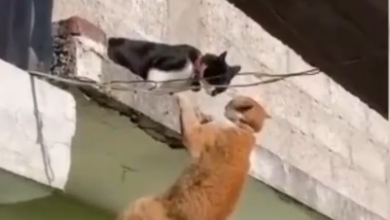 Hilarity Ensues: Watch the World's Funniest Old Cat Steal the Spotlight!