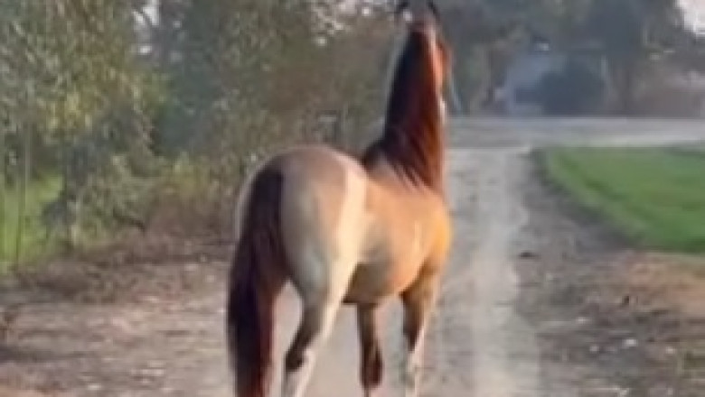 Horsing Around Gone Wild: This Nice Horse Takes Comedy to the Next Level!