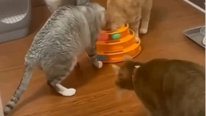 Kitchen Chaos: Hilarious Raccoon Breaks into Epic Food Adventure!