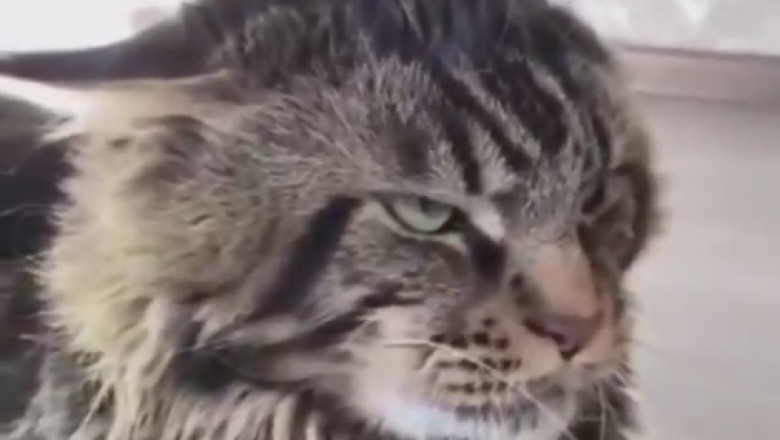 Laugh Out Loud: Unlikely Trio of Two Dogs and a Cat Conquer the World of Hilarity!
