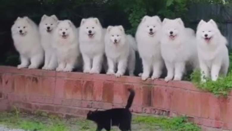 Pawsitively Adorable Dogs Take a Dive: Hilarious Hounds Go Swimming in the Valley!