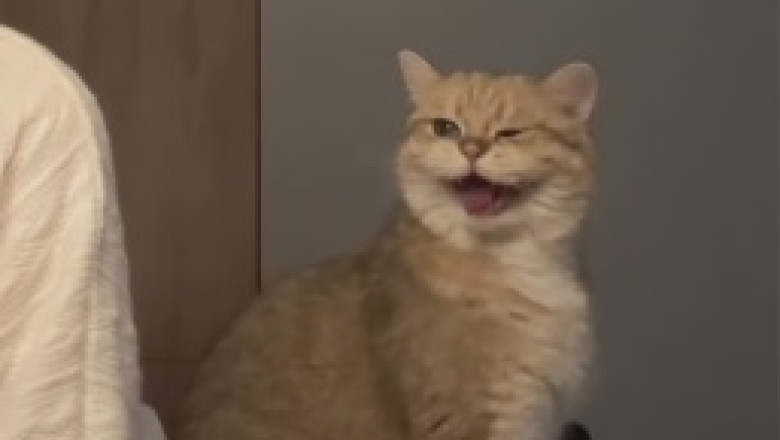 Prepare to be Charmed: Adorable Cat Astonishes with Its Cuteness in this Viral Video!