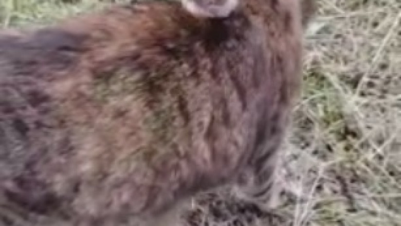Pure Delight: Watch this Lovely Cat Bring Peace and Laughter into Your Life!