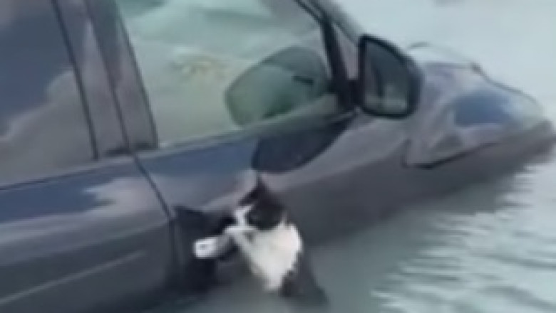 Purr-fectly Hilarious: Our Feline Friend Takes the Wheel in This Paw-some Cat Driving a Car Video!