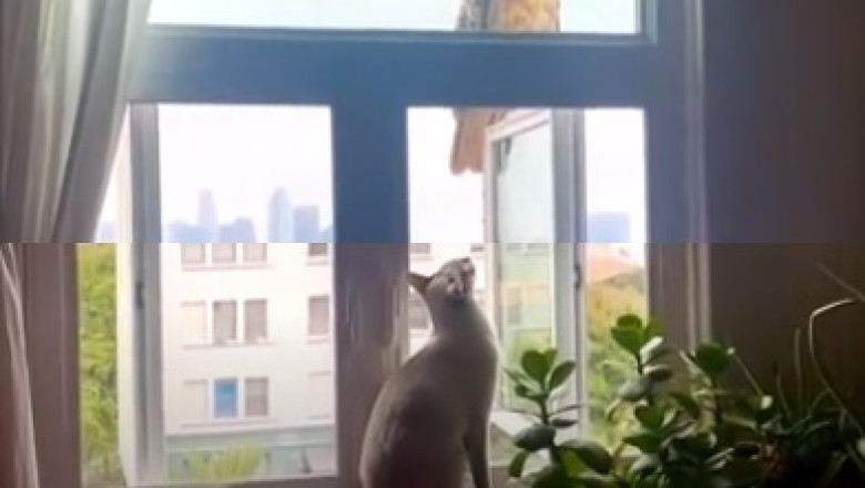 Purr-fessor Whiskers: Cat Takes on the Quantum World!