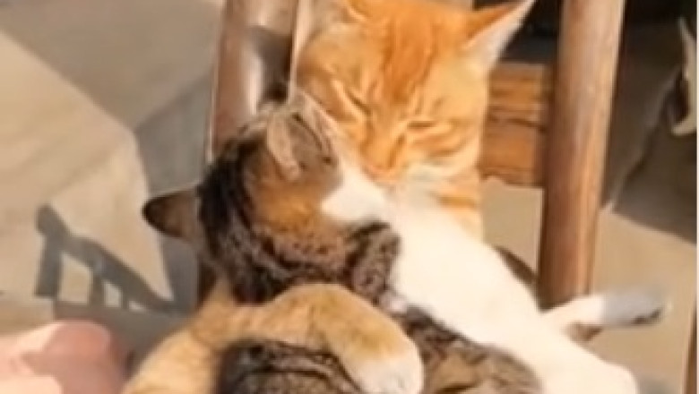 Purr-suing a Dream: Hilarious Cat on a Mission to Fulfill its Feline Fantasies!