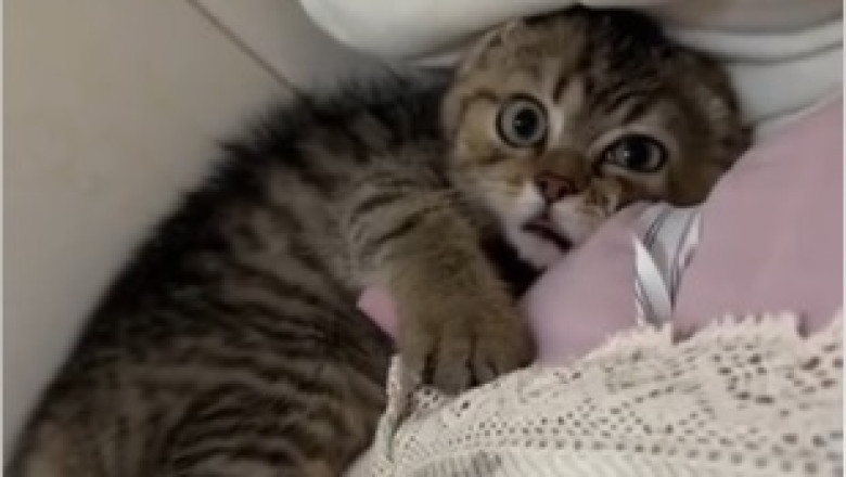 Simply Meow-some! The Hilarious Antics of this Gorgeous Cat Will Make You LOL!