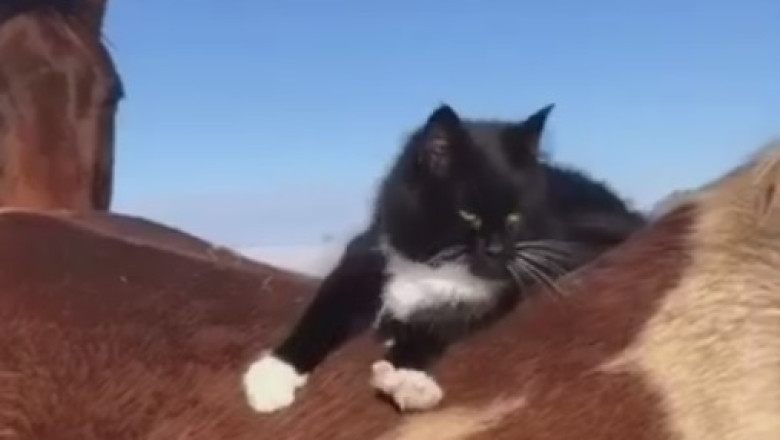 The Epic Escape: Cat vs Shower Showdown Will Leave You in Stitches!