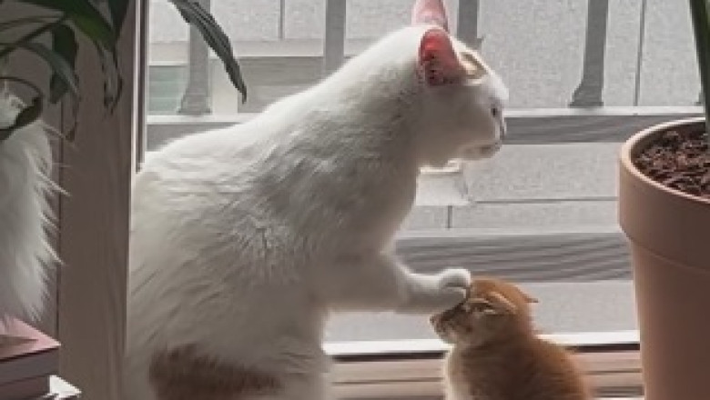 The Hilarious Mission of a Determined Cat - You Won't Believe What It Wants!